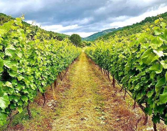 Casa Grande Do Seixo Çiftlik konaklama *