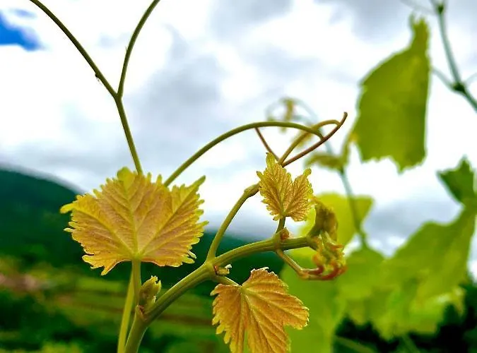 Çiftlik konaklama Casa Grande Do Seixo Vidago